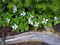 Hartriegel und toter Ast - Banff NP